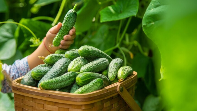 Диетолог рассказал об опасности овощей «прямо с грядки»