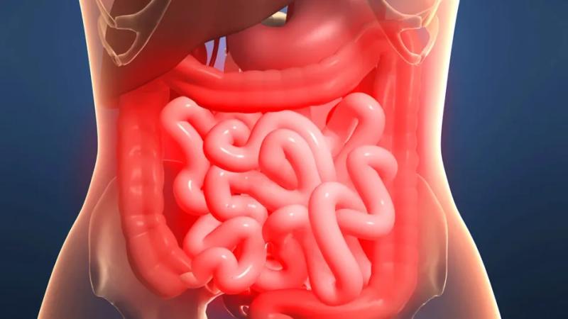 Смертельный токсин E. coli: что его делает таким опасным?